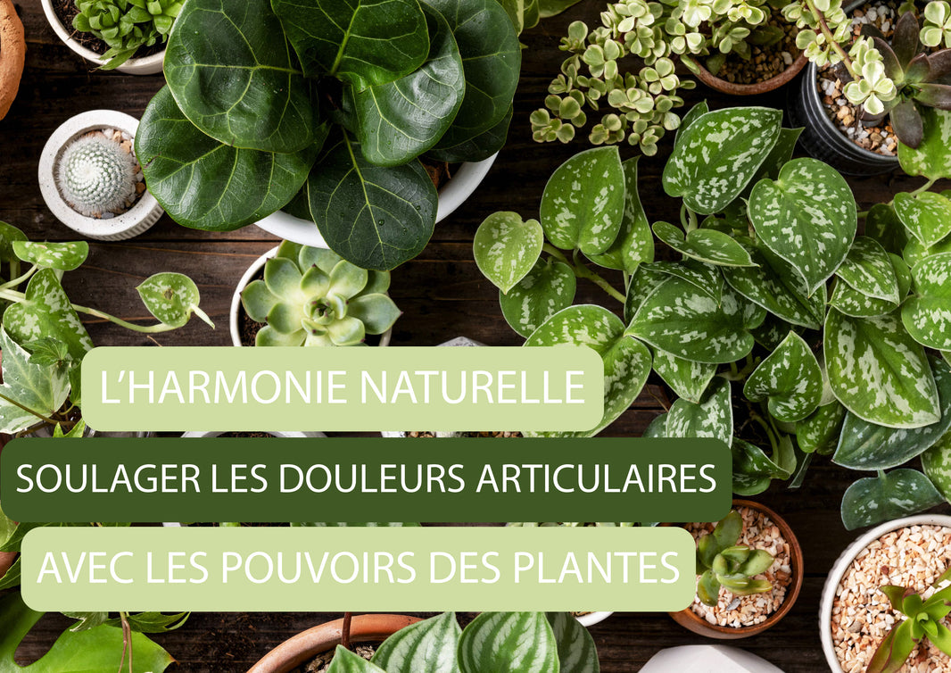 Ensemble de plantes en fond et un titre par dessus "L'harmonie naturelle soulage les douleurs articulaires avec les pouvoirs des plantes"