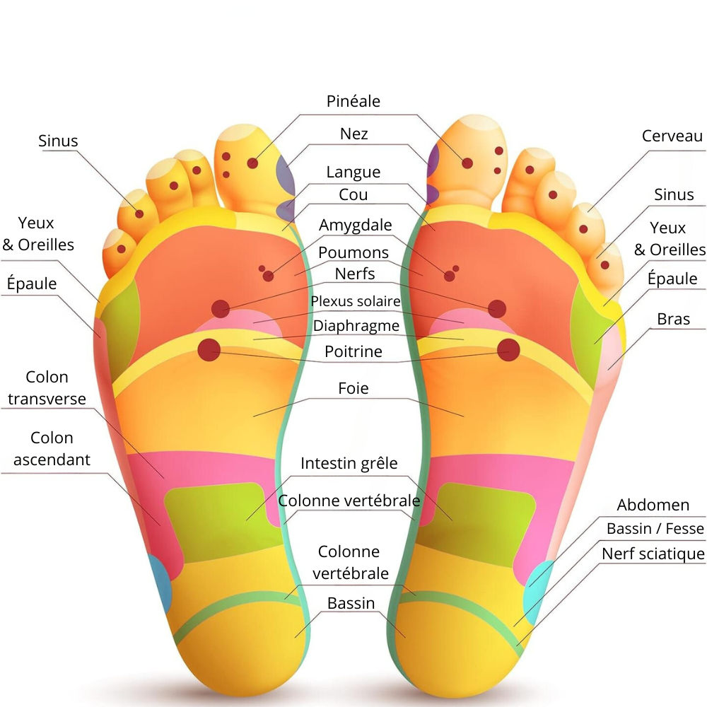 Schéma de deux pieds en expliquant les points de la réflexologie plantaire